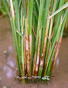 uploads/images/disease/rice sheath blight.jpg